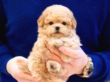 SHOW KALİTE TOY POODLE BEBEKLERİM