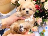 Show Kali̇te Toy Poodle Bebekleri̇m