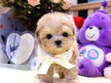 SHOW KALİTE TOY POODLE BEBEKLERİM