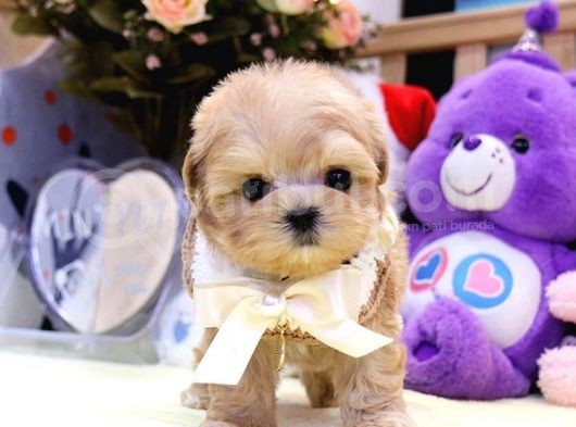 Show Kali̇te Toy Poodle Bebekleri̇m
