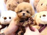 Toy Poodle Bebekleri̇mi̇z