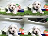 ORJİNAL MALTESE BEBEKLERİMİZ