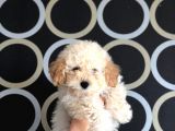 Apricot Toy Poodle yavrusu