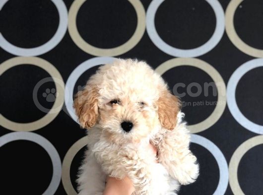 Apricot Toy Poodle Yavrusu