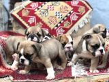 Ev Üretimi Safkan İngiliz Buldogg Yavrular