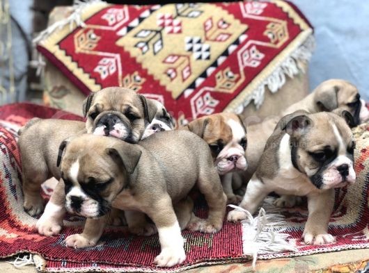 Ev Üretimi Safkan İngiliz Buldogg Yavrular görsel