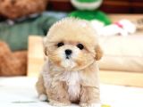 DÜNYA TATLISI RED BROWN TOY POODLE YAVRULARIMIZ