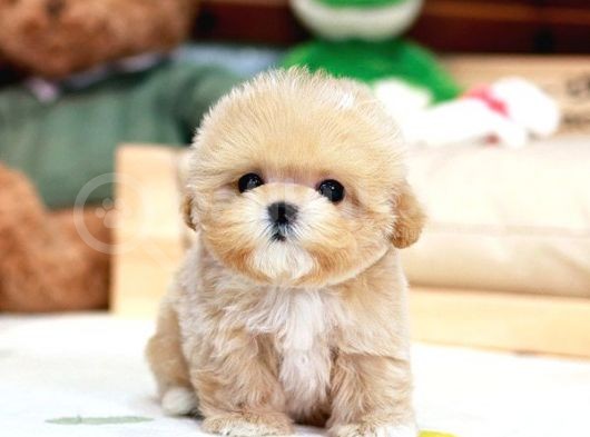 Dünya Tatlisi Red Brown Toy Poodle Yavrularimiz