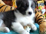 Irk Garantili Border Collie Yavruları