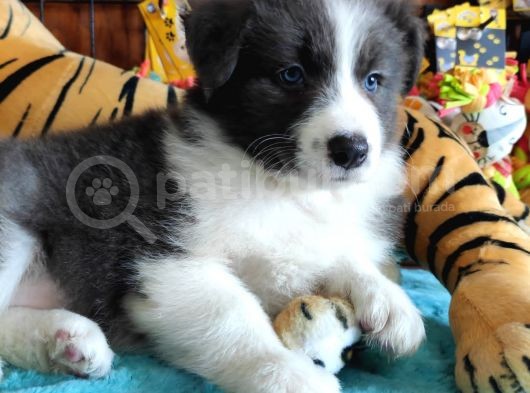 Irk Garantili Border Collie Yavruları görsel