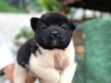 Siyah Amerikan Akita Yavruları