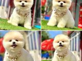 Pomerani̇an Boo Bebekleri̇mi̇z