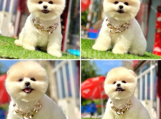 Pomerani̇an Boo Bebekleri̇mi̇z görsel