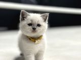 BABY FACE SURAT YAPISI BRİTİSH SHORTHAİR