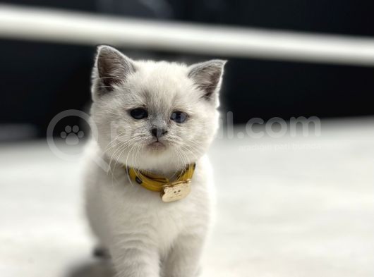 Baby Face Surat Yapisi Bri̇ti̇sh Shorthai̇r