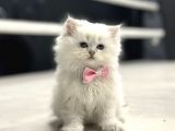 BABY FACE SURAT YAPISINA SAHİP BRİTİSH LONGHAİR