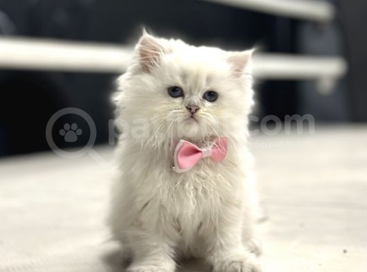 Baby Face Surat Yapisina Sahi̇p Bri̇ti̇sh Longhai̇r