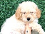 Apricot toy poodle bebek