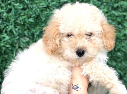 Apricot Toy Poodle Bebek