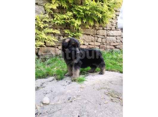 Show Güzelli̇kte Alman Kurdu Yavrularımız görsel