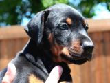 Irk Ve Sağlık Garantili Doberman Yavrular