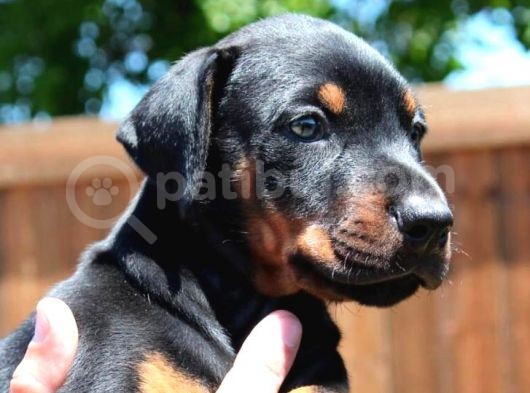 Irk Ve Sağlık Garantili Doberman Yavrular görsel
