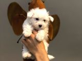 Tatlı Mı Tatlı Maltese Terrier Yavrularımız