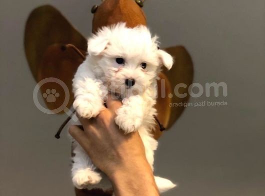 Tatlı Mı Tatlı Maltese Terrier Yavrularımız görsel