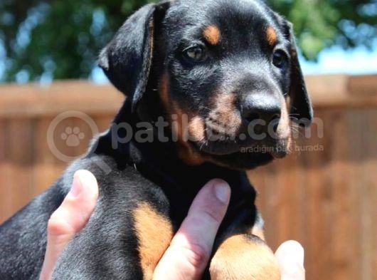 Irk Ve Sağlık Garantili Doberman Yavrular