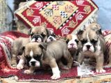 Ev Üretimi Safkan İngiliz Buldogg Yavrular