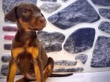 Kaliteli Doberman Yavrularımız