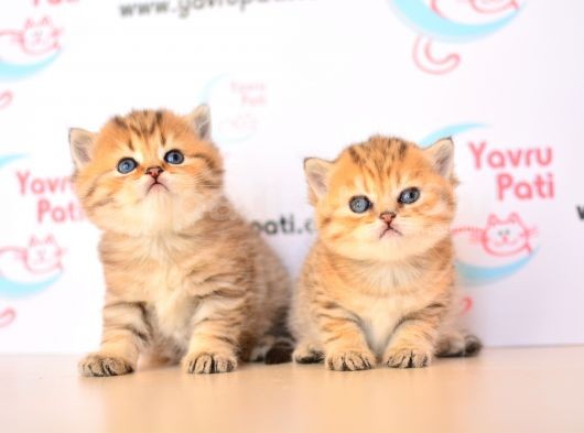 Muhteşem Bebekler Golden British Shorthair görsel