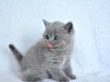 Show Kalite Gri British Shorthair Yavrumuz