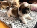 Ev Üretimi Safkan Pekines Yavrularımız