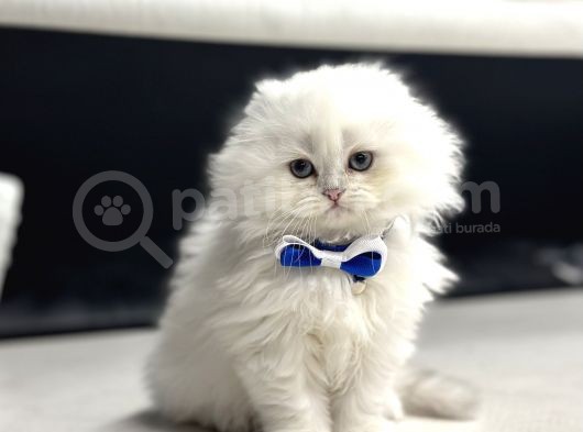Show Class Scotti̇sh Fold Longhai̇r