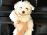 Pamuk gibi Maltese Terrier Yavrusu