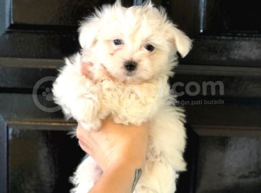 Pamuk Gibi Maltese Terrier Yavrusu