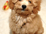 Ücretsiz Sahiplendirme Toy Poodle