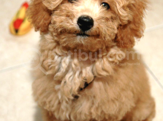 Ücretsiz Sahiplendirme Toy Poodle görsel