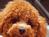 Ücretsiz Sahiplendirme Toy Poodle