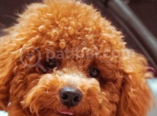 Ücretsiz Sahiplendirme Toy Poodle