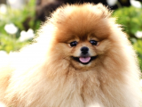 Ücretsiz Sahiplendirme Pomeranian Boo
