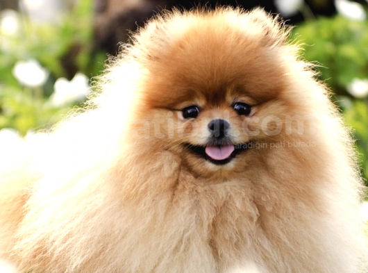 Ücretsiz Sahiplendirme Pomeranian Boo görsel