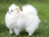 Ücretsiz Sahiplendirme Pomeranian Boo