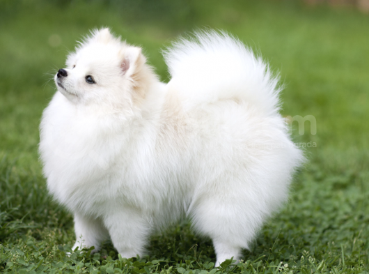 Ücretsiz Sahiplendirme Pomeranian Boo