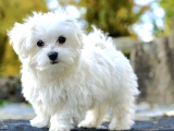 Ücretsiz Sahiplendirme Maltese Terrier