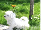 Ücretsiz Sahiplendirme Maltese Terrier