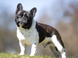 Ücretsiz Sahiplendirme French Bulldog