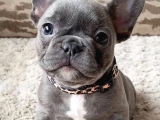 Ücretsiz Sahiplendirme French Bulldog