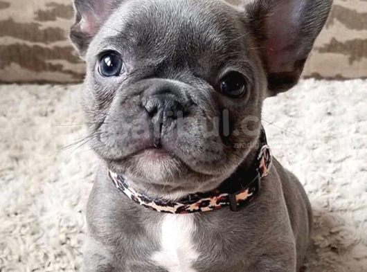 Ücretsiz Sahiplendirme French Bulldog